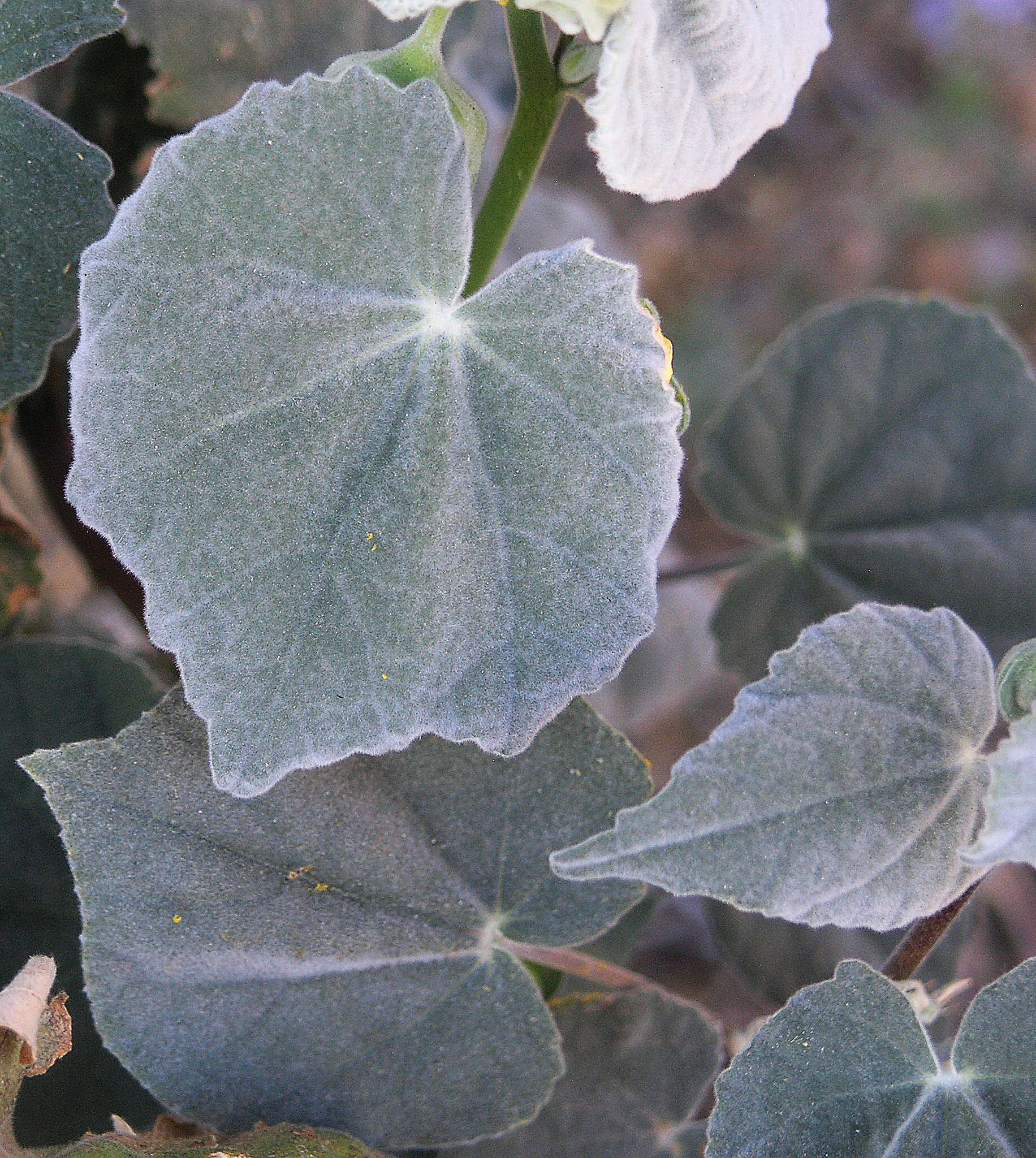 Image of yellowflower Indian mallow