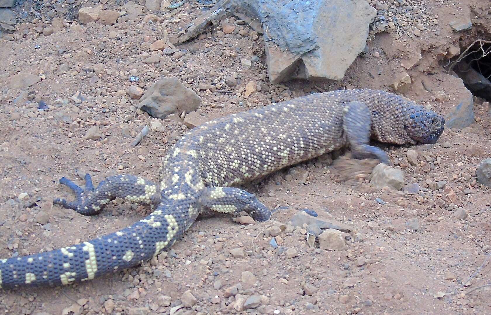 Image of Mexican Beaded Lizard