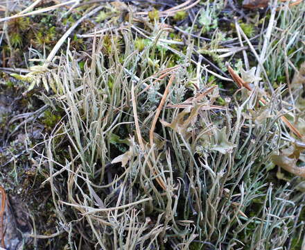 Image of Cladonia gracilis subsp. gracilis