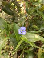 Image of Commelina quitensis Benth.