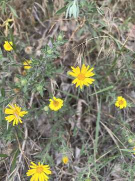 Image of <i>Heterotheca angustifolia</i> (Nutt.) Shinners