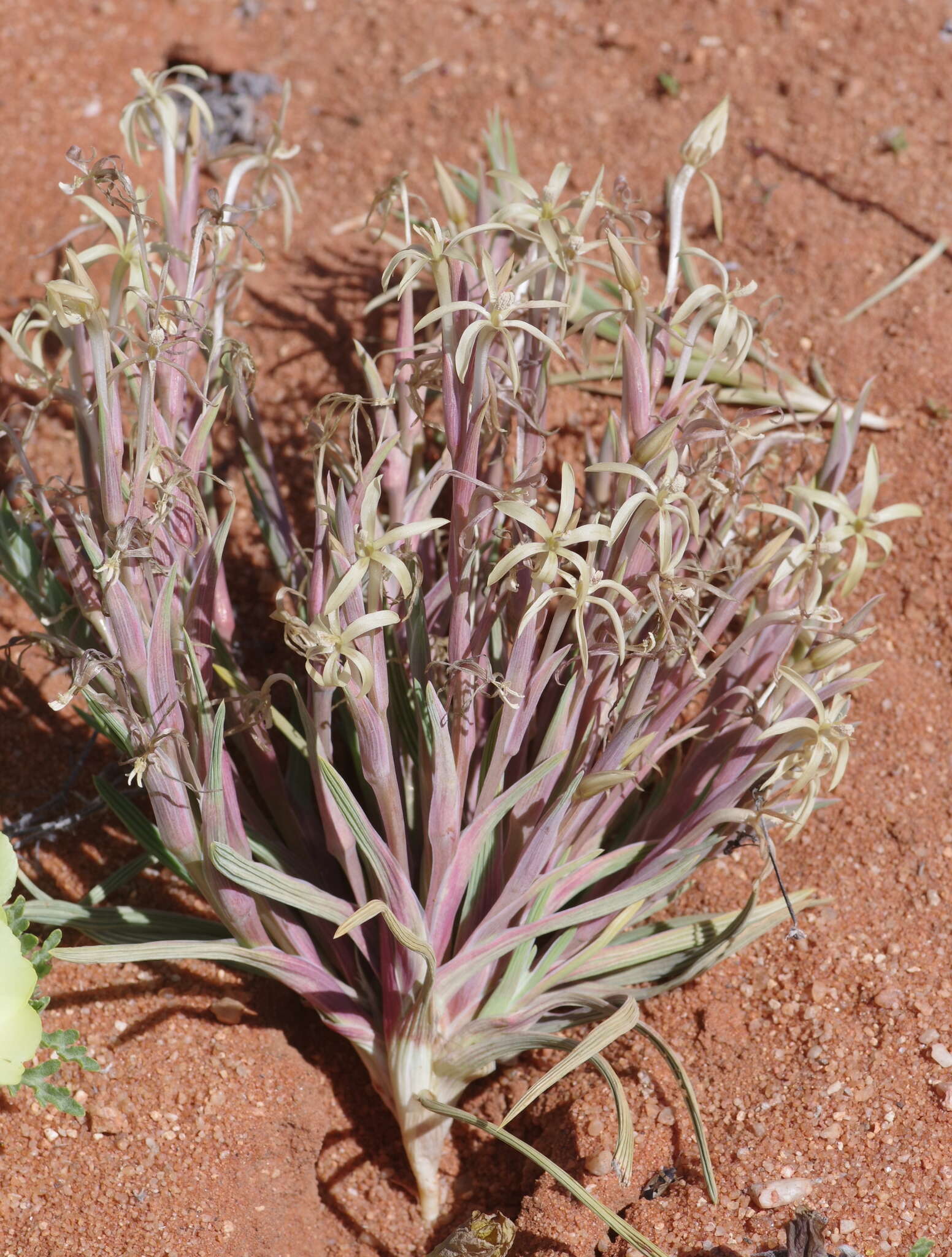 Image of Lapeirousia littoralis Baker