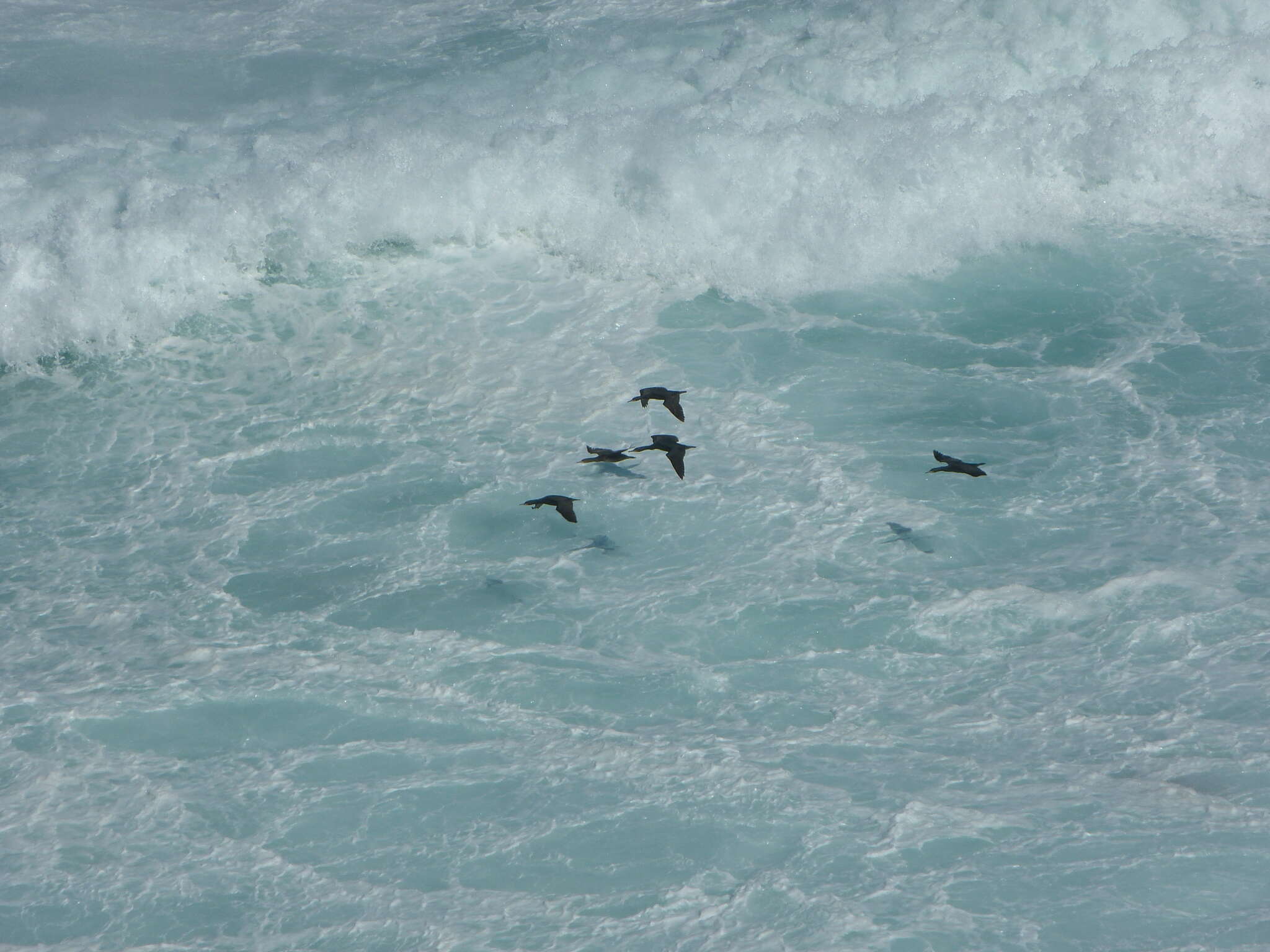 Image of Cape Cormorant