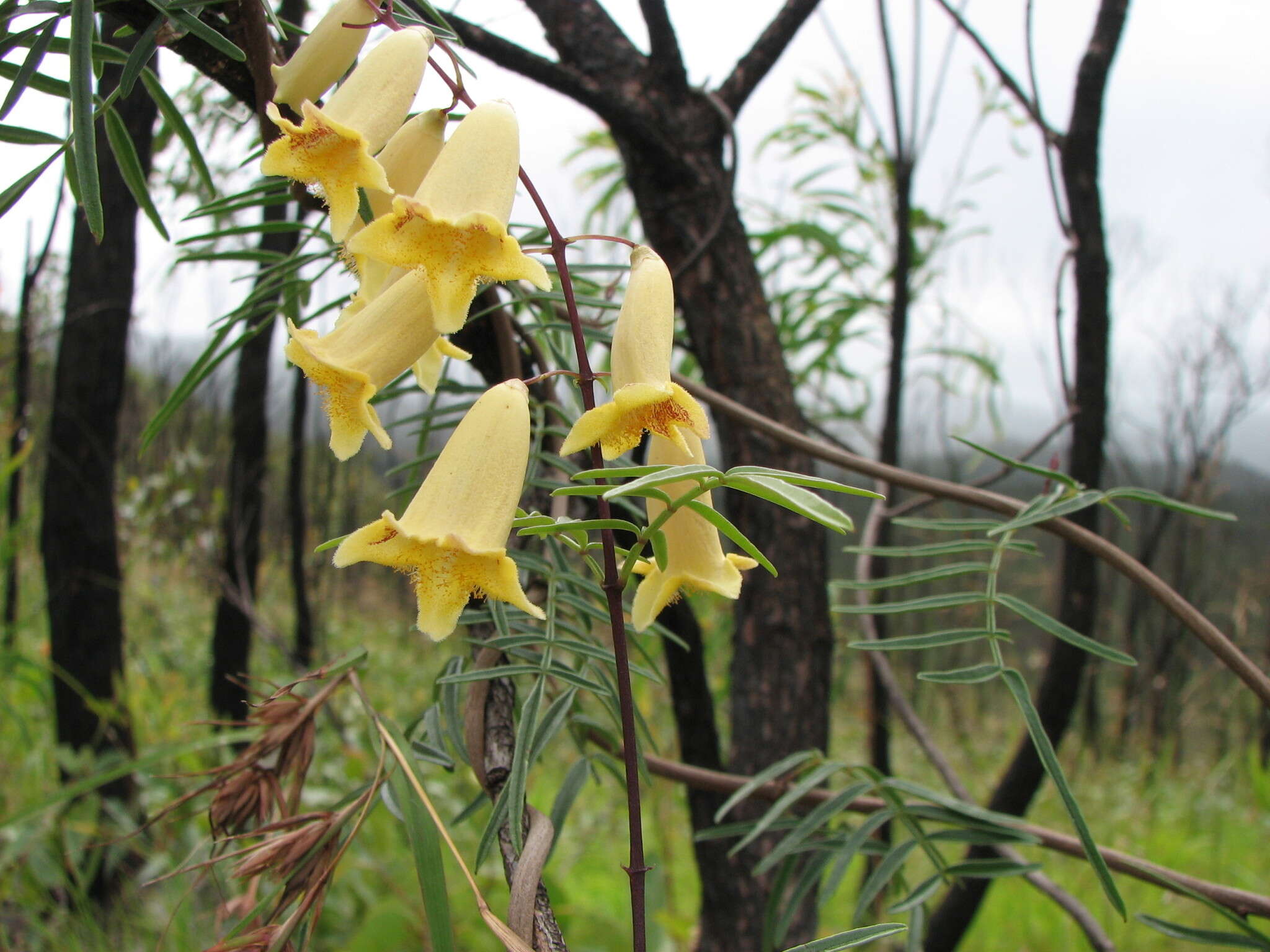 Image of Pandorea linearis (F. M. Bailey) Guymer