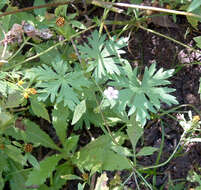 Image of Bicknell's cranesbill