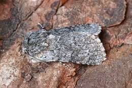 Image of sweet gale moth