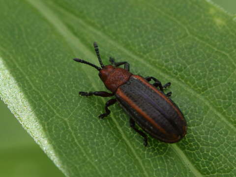 Microrhopala vittata (Fabricius 1798)的圖片