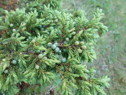 Imagem de Juniperus communis var. saxatilis Pall.
