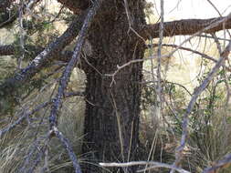 Image of alligator juniper