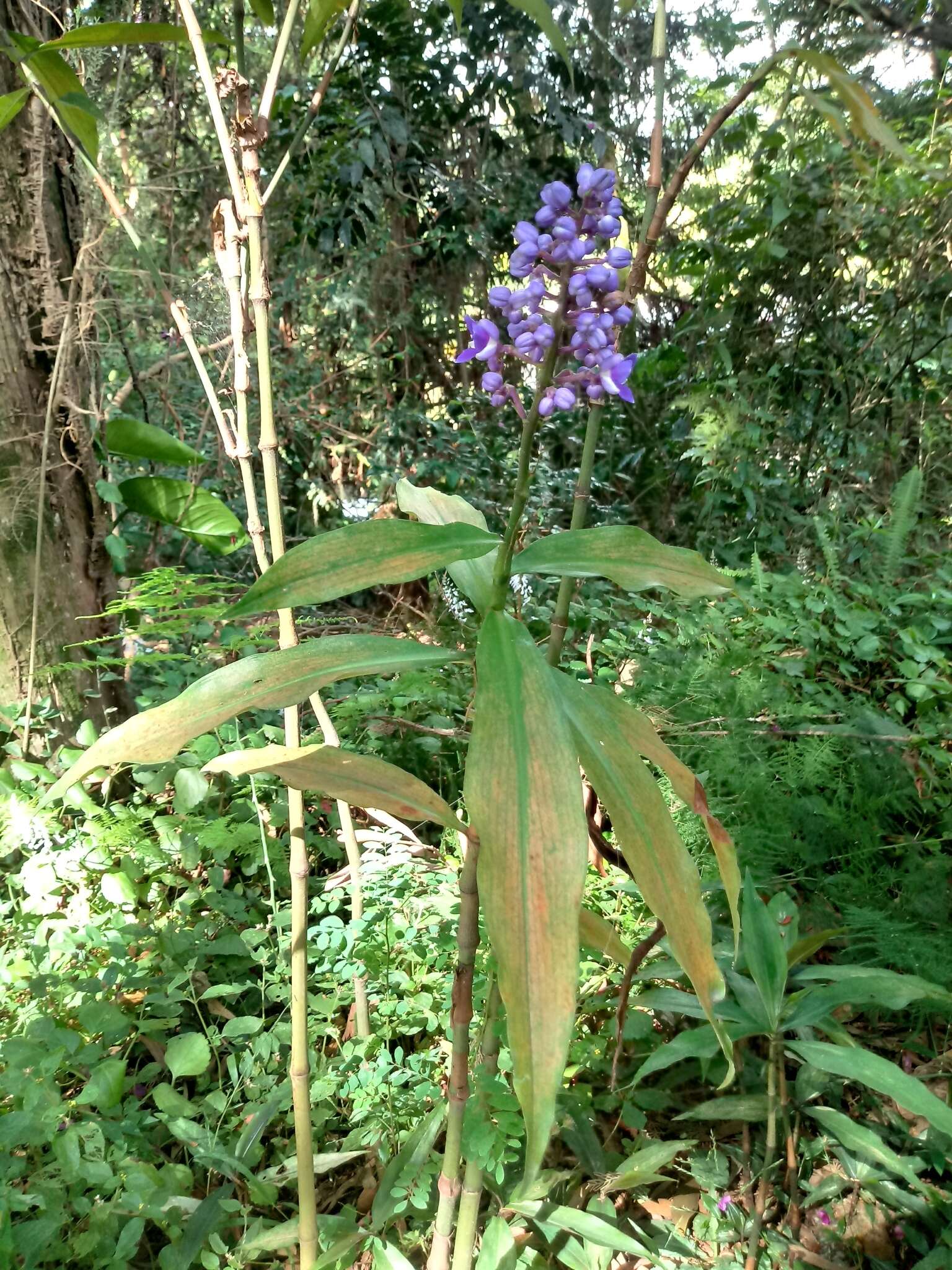 Image of Blue ginger