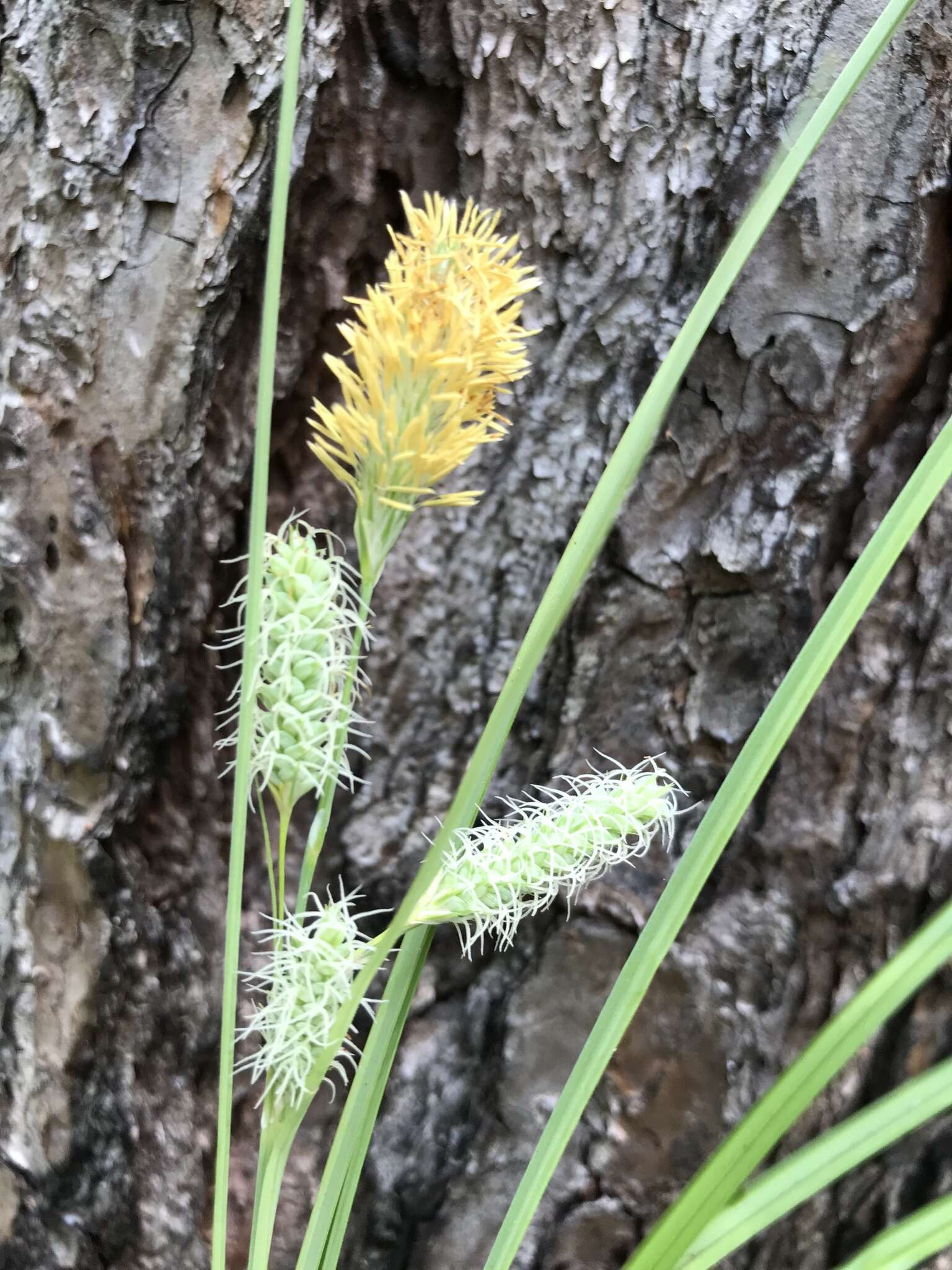 Слика од Carex glaucescens Elliott