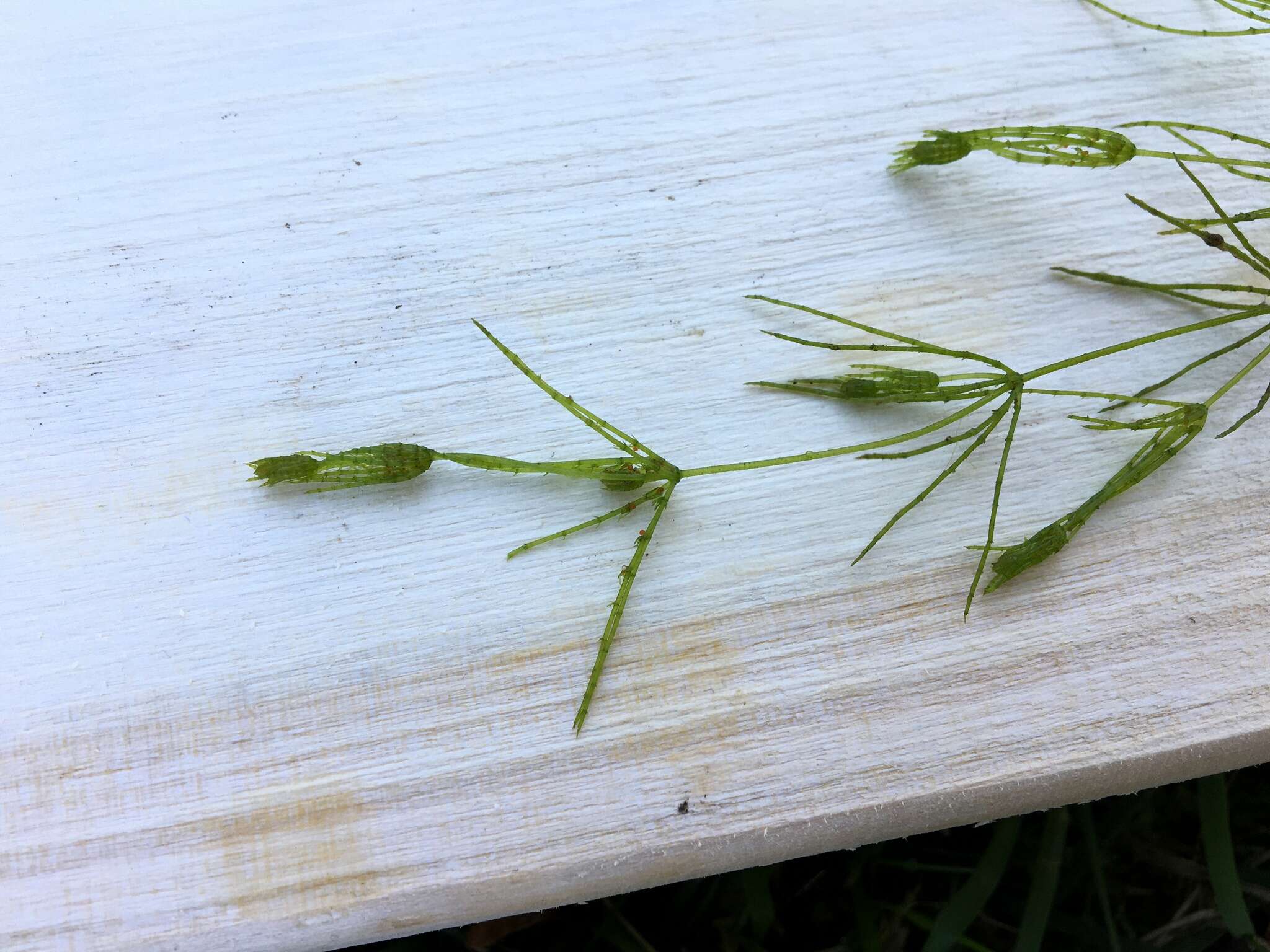 Image of Delicate Stonewort