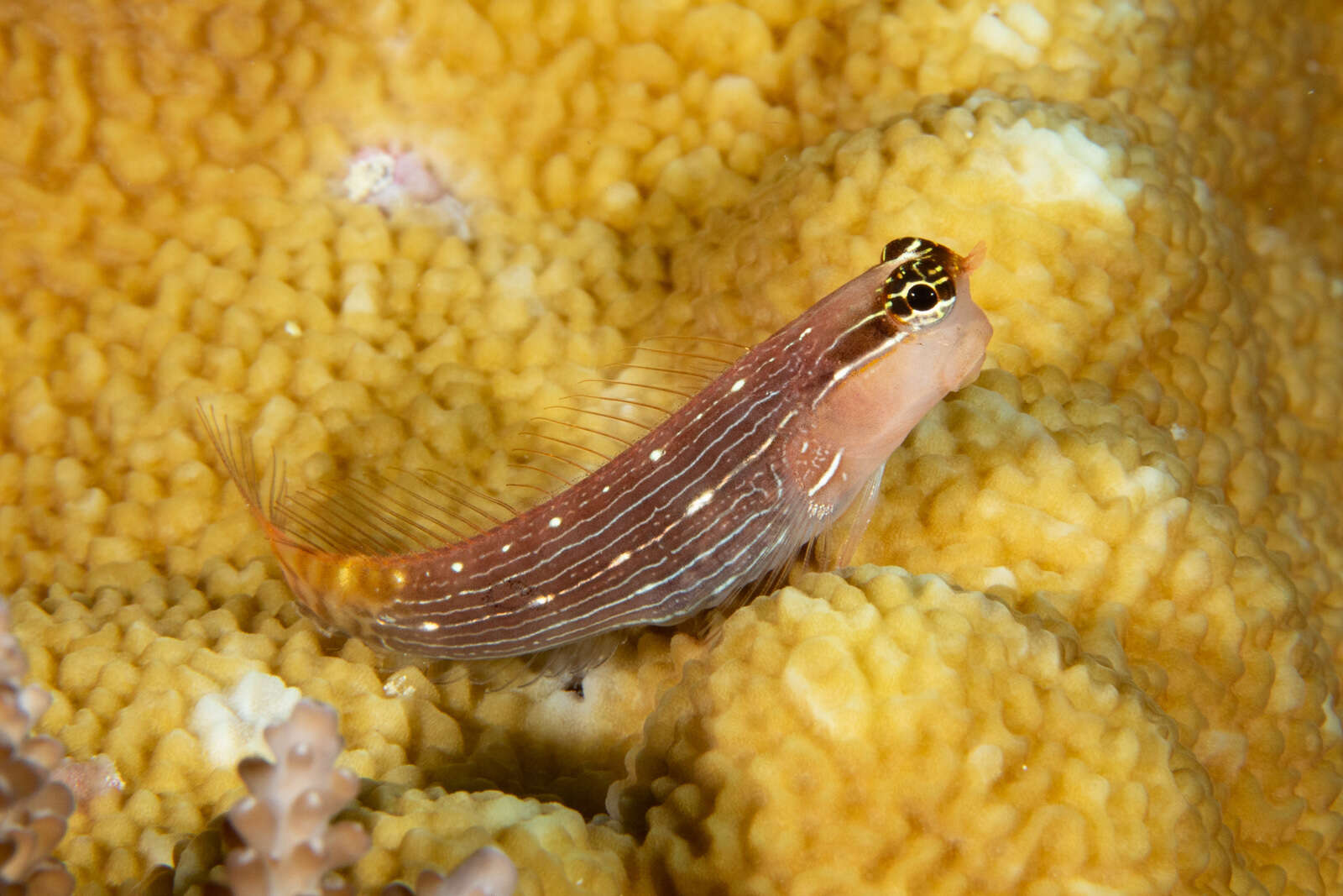 Image of Pictus Blenny