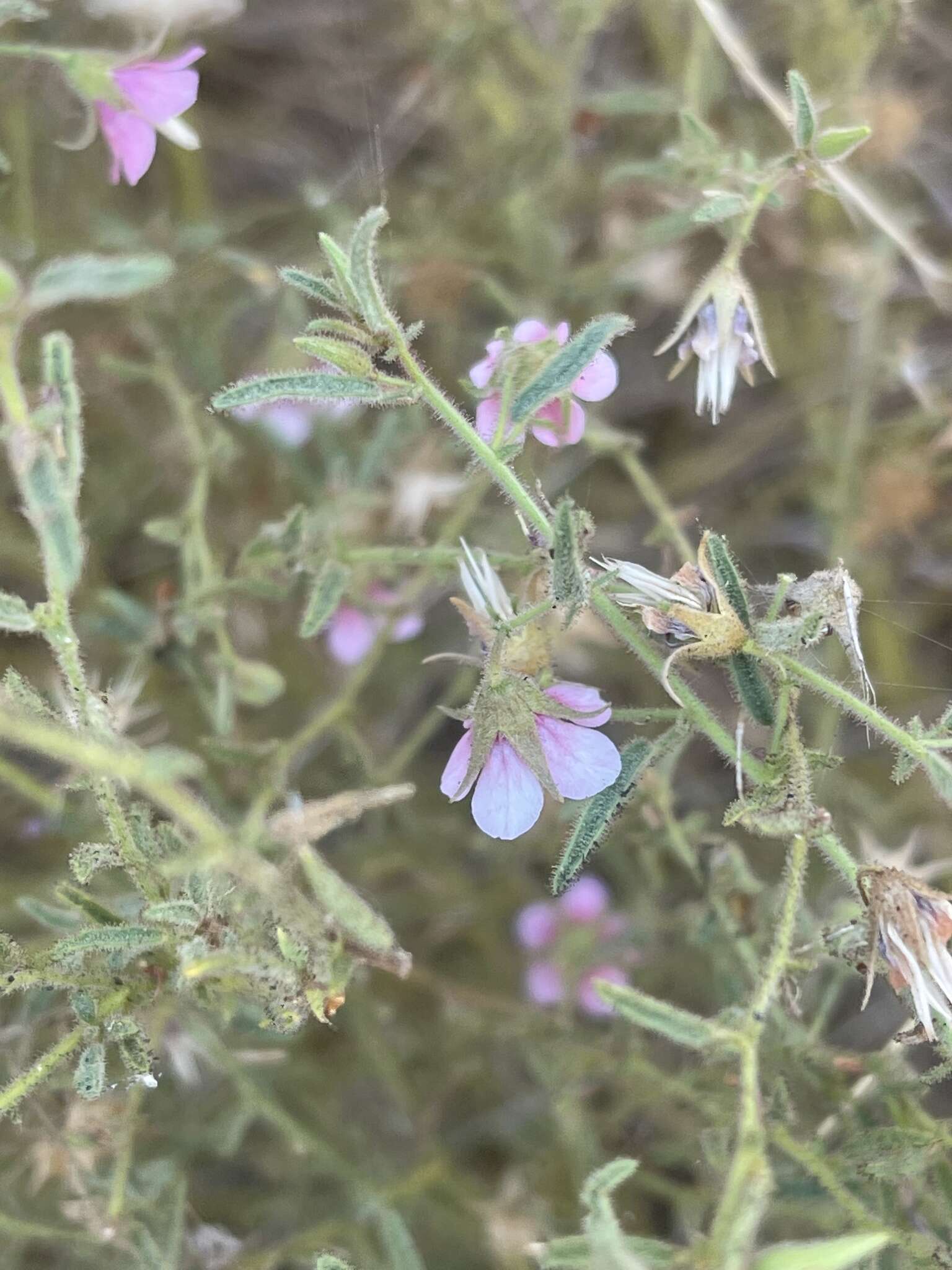 Plancia ëd Hermannia glanduligera K. Schum ex Schinz