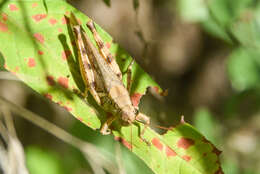 Слика од Melanoplus foedus fluviatilis Bruner & L. 1897