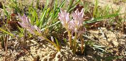 Image of Lachenalia corymbosa (L.) J. C. Manning & Goldblatt