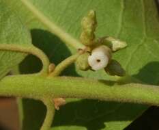 Image de Diospyros melanoxylon Roxb.