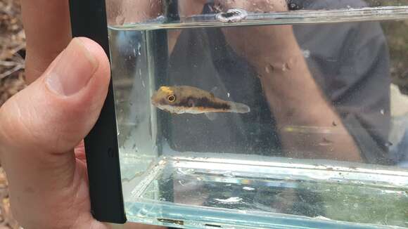 Image of Red-striped toadfish