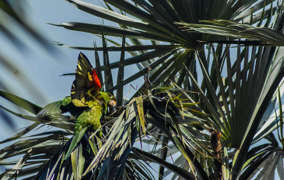 Image of Hispaniolan Conure