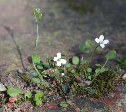 Image of Cardamine corymbosa Hook. fil.