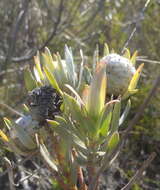 Image of Leucadendron uliginosum subsp. uliginosum