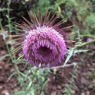 Image of Cirsium pinetorum Greenm.