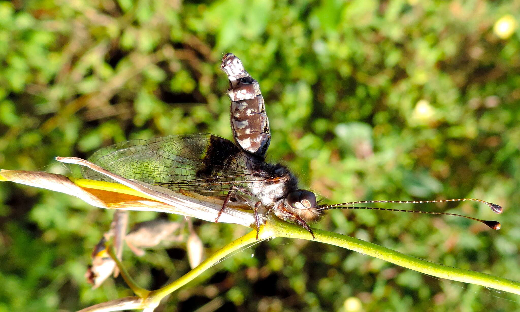 Image de Myrmeleontidae