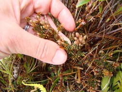 Image of Androstoma empetrifolia Hook. fil.