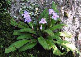 Plancia ëd Streptocarpus cyaneus subsp. cyaneus