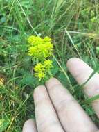 Image of low pinebarren milkwort