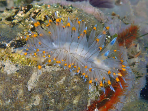 Image of Antiopella barbarensis (J. G. Cooper 1863)