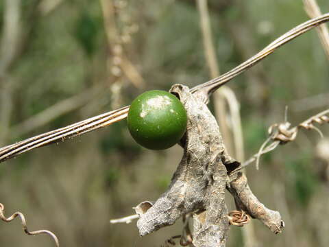 Plancia ëd Cayaponia attenuata (Hook. & Arn.) Cogn.