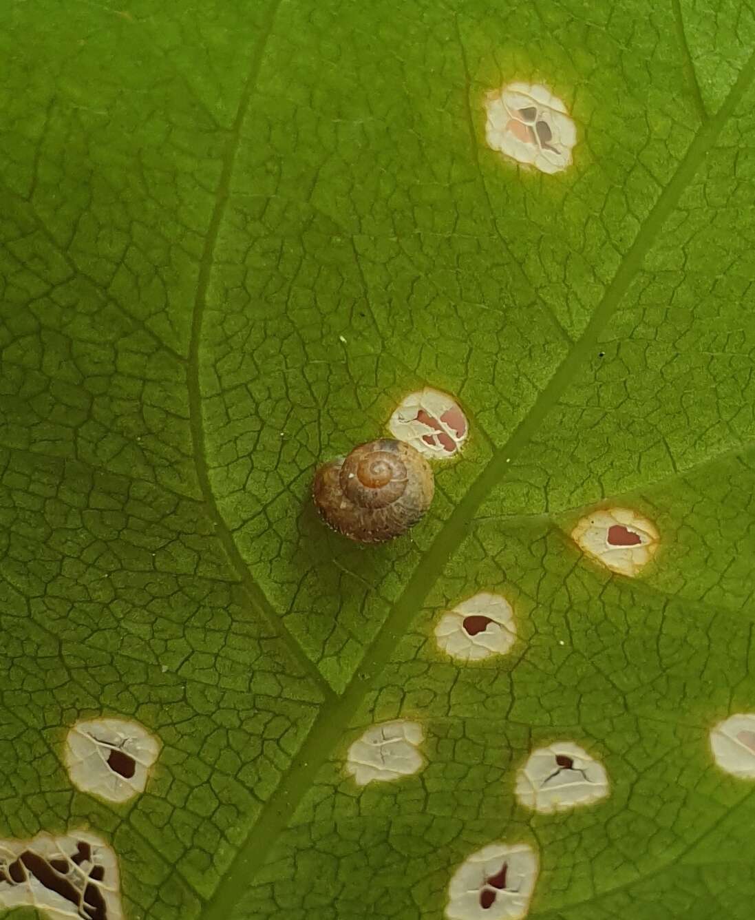 Image de Thalassohelix zelandiae (Gray 1843)