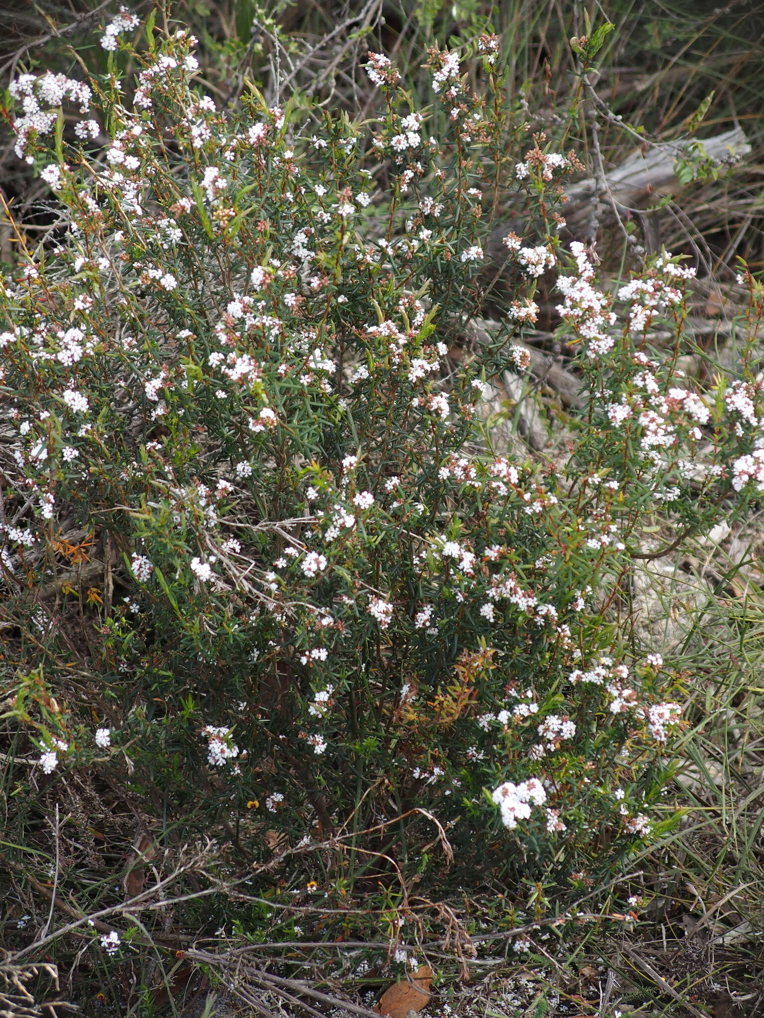 Image of Styphelia blepharolepis