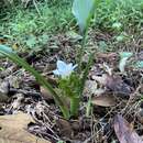 صورة Curcuma parviflora Wall.