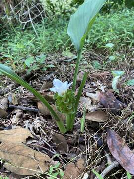 Image of Curcuma parviflora Wall.