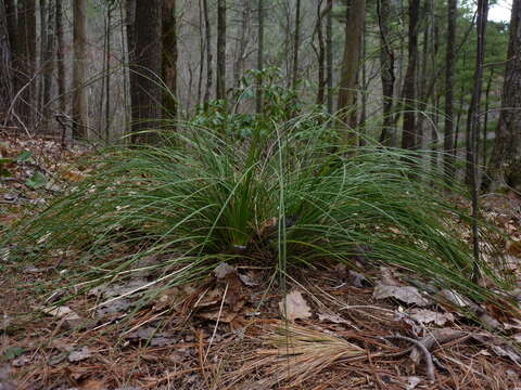 Image de Xerophyllum asphodeloides (L.) Nutt.