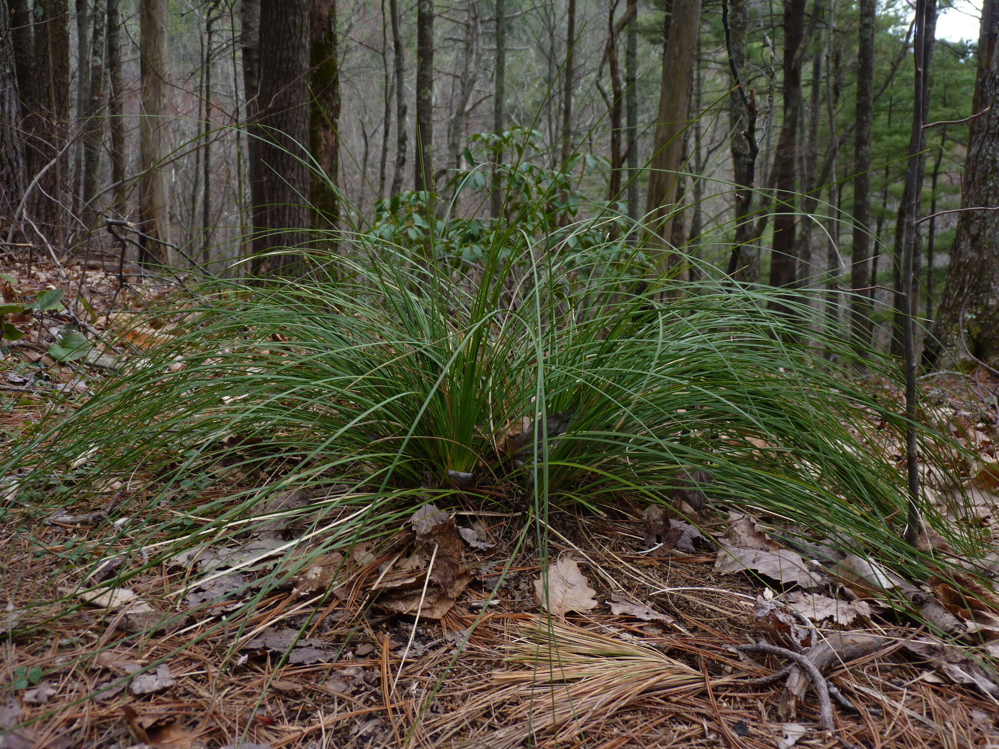 صورة Xerophyllum asphodeloides (L.) Nutt.