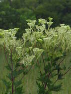 Image of pale Indian plantain