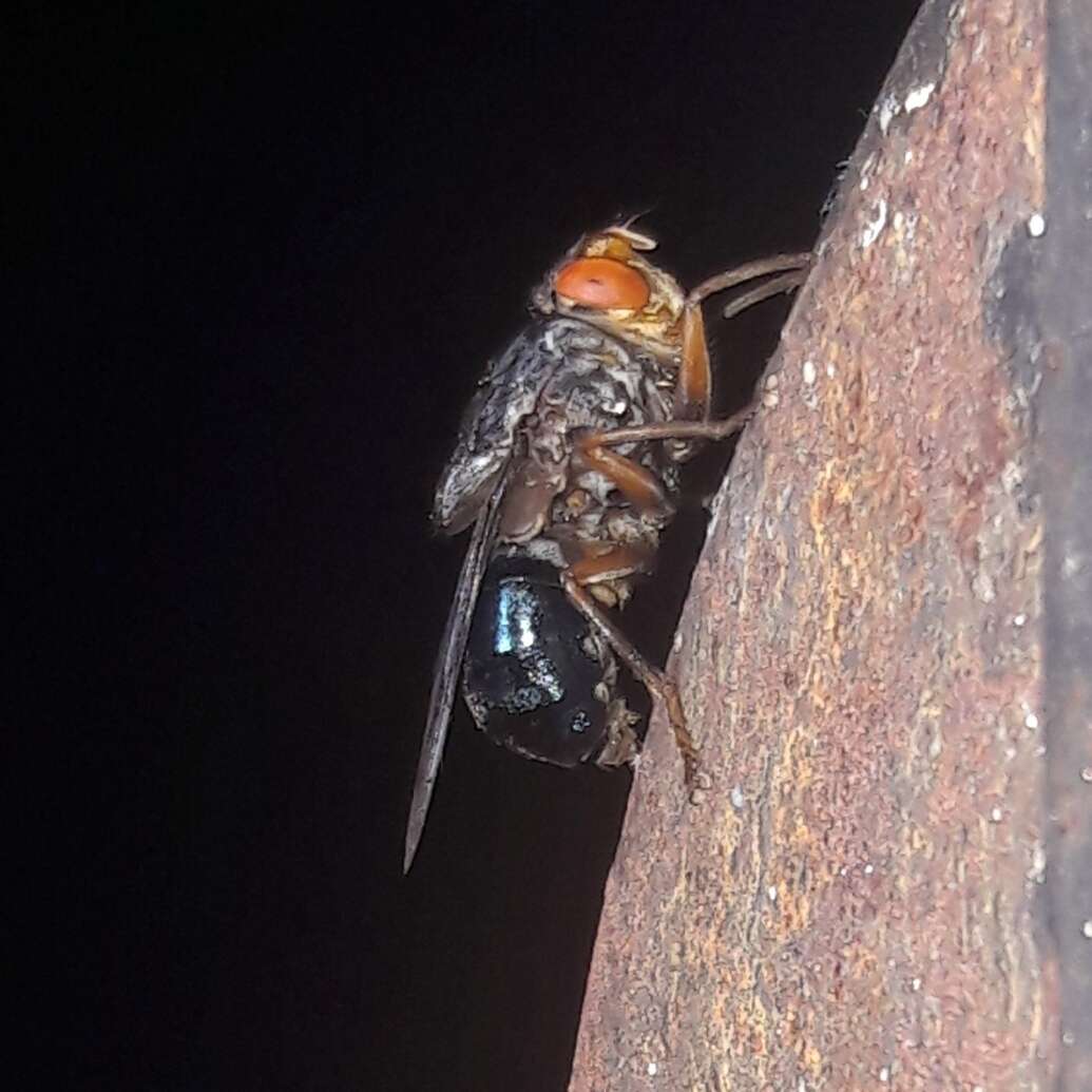 Image of Fly