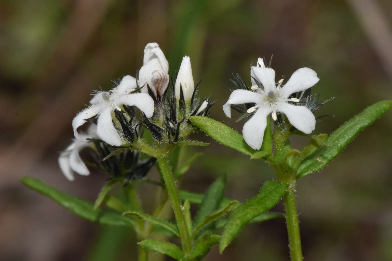 Image of Orianthera serpyllifolia (R. Br.) C. S. P. Foster & B. J. Conn