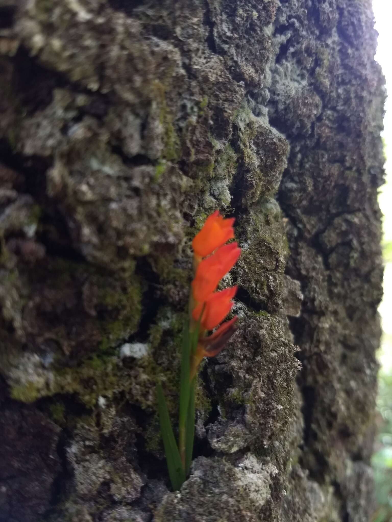 Imagem de Isochilus aurantiacus Hamer & Garay