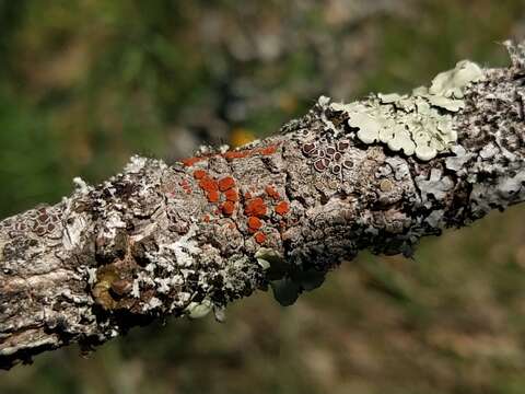 صورة Caloplaca ferruginea (Huds.) Th. Fr.