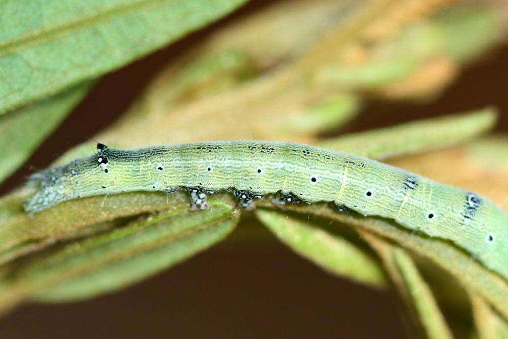 Image of Achaea indeterminata (Walker 1865)