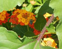 Image of California Anthophora