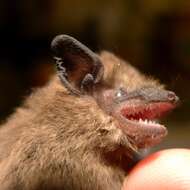 Image of Pipistrellini Tate 1942