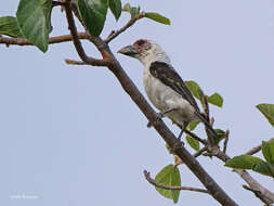 Image of Chaplin's Barbet