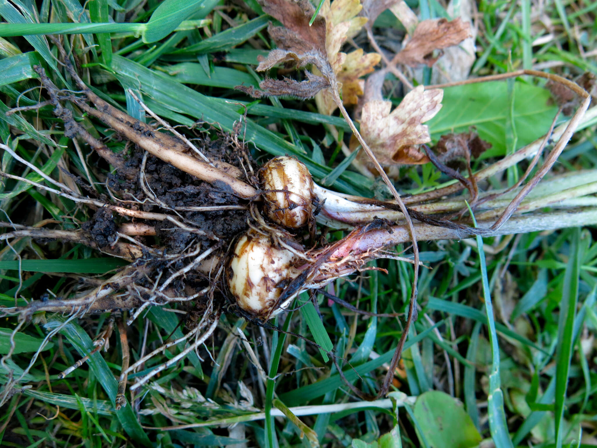 Image de Ranunculus neapolitanus Tenore