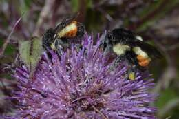 Bombus ephippiatus Say 1837 resmi