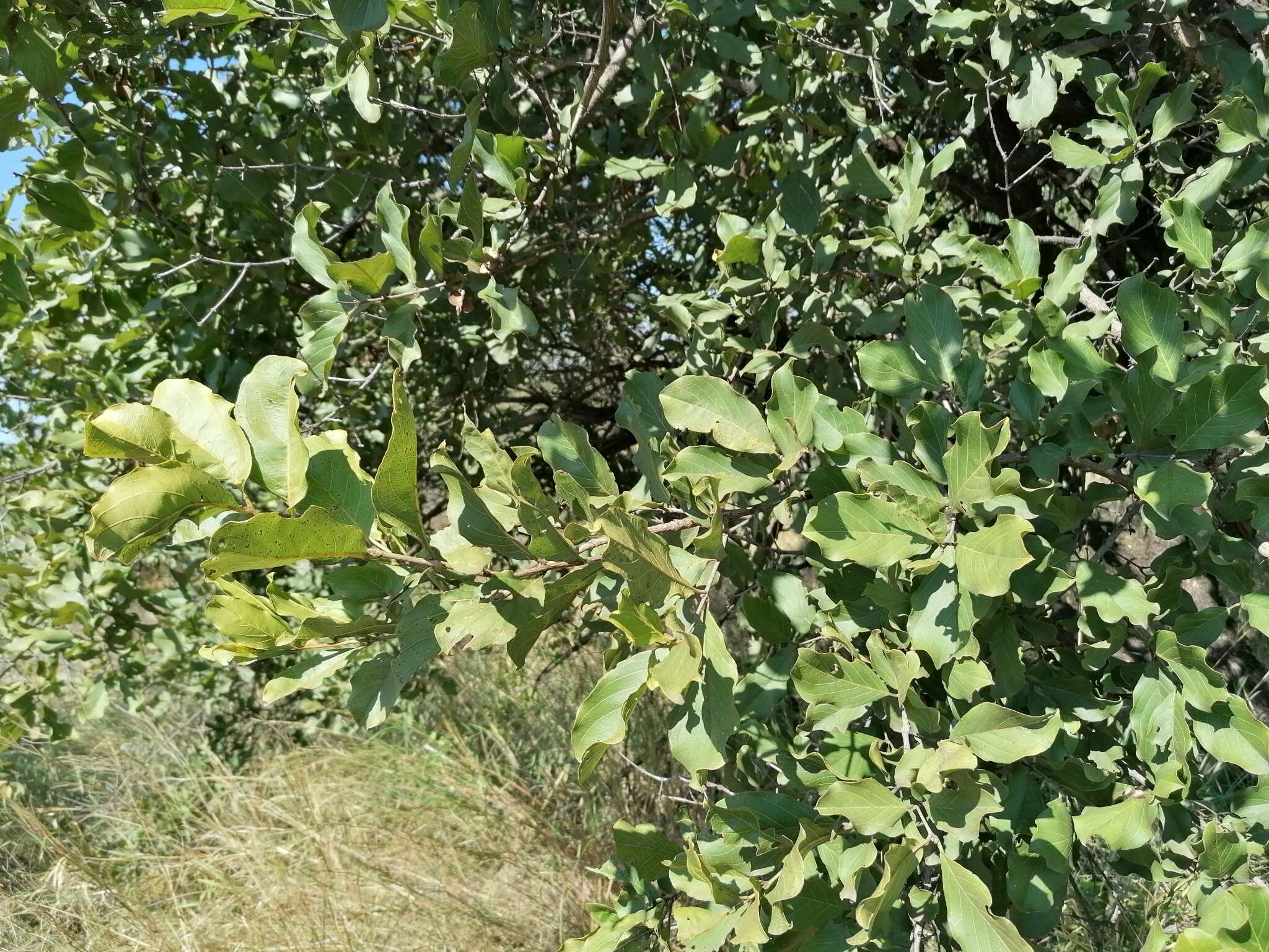 Image of Red bushwillow